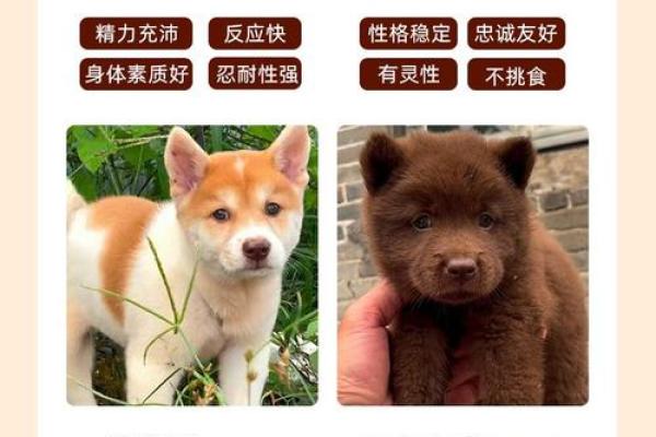 母黑狗名字推荐：精选适合女性黑狗的名字