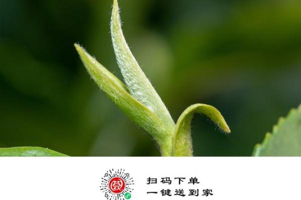 探寻毛尖茶背后的传统文化底蕴