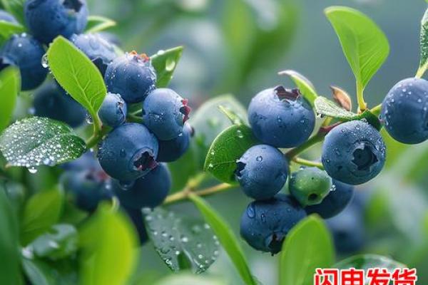 家居风水必备，蓝莓点亮幸福家