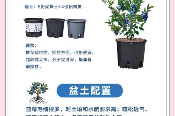 家居风水必备，蓝莓点亮幸福家