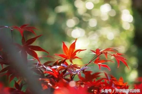 手中藏宝，流年运势一览无余
