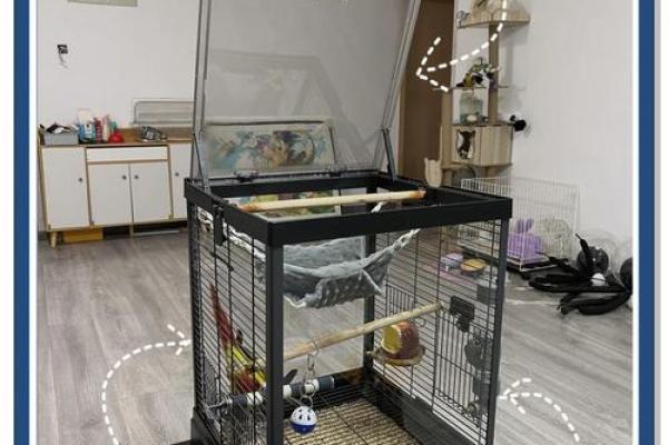 打造办公室风水宝地：鸟笼布局，提升事业运的秘诀