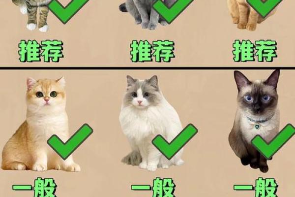 猫的五行属性分析