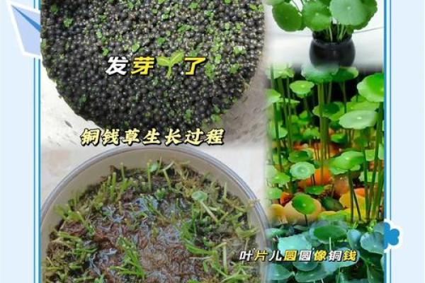 办公室风水植物选品禁忌：小心这些植物招财进宝变倒霉运！