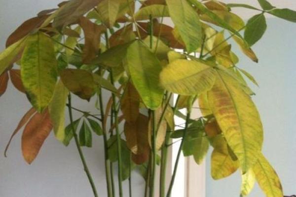 办公室风水植物选品禁忌：小心这些植物招财进宝变倒霉运！