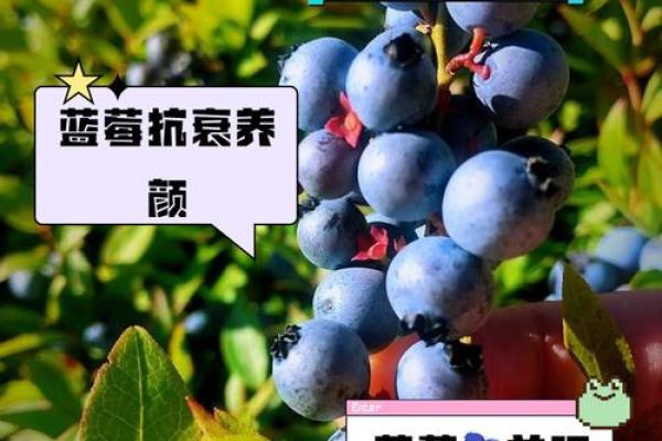 蓝莓家居风水秘籍，让家更温馨