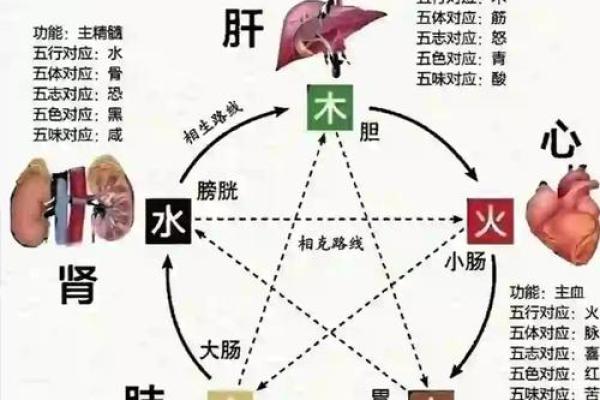 地支养生秘籍：揭秘与脏腑健康的神秘联系