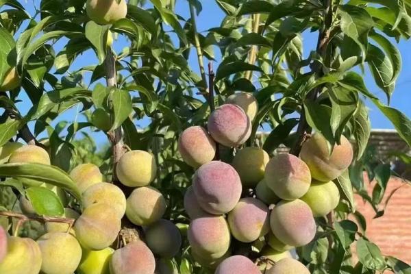 李子棒：姓名中的果实之美，探寻姓名运势的秘密