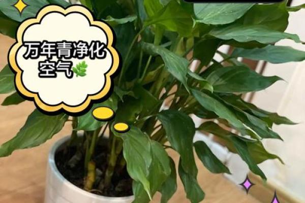 万年青养护技巧大公开，教你打造风水宝地！