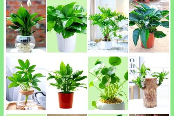 绿植养护秘籍：打造办公室风水宝地