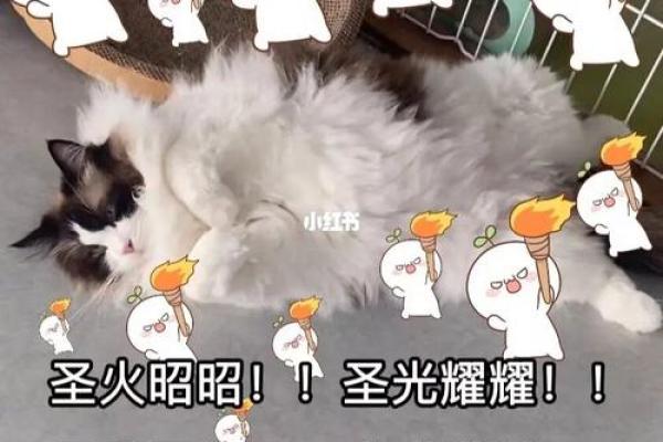 猫咪江湖风云录：明教猫名字背后的文化传承