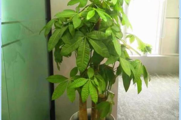办公室植物风水秘籍：绿植摆放，财运亨通