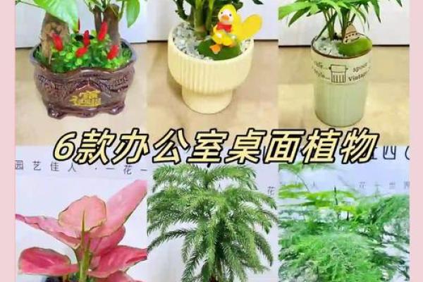 办公室植物风水秘籍：绿植摆放，财运亨通