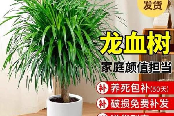 龙血树风水办公室，办公空间中的神秘绿意