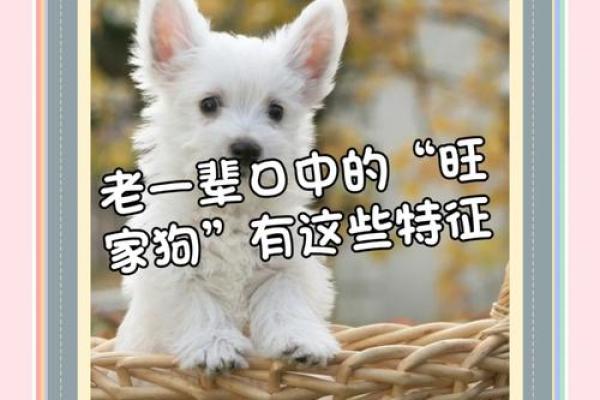 探秘狗年文化中的家族与幸福寓意
