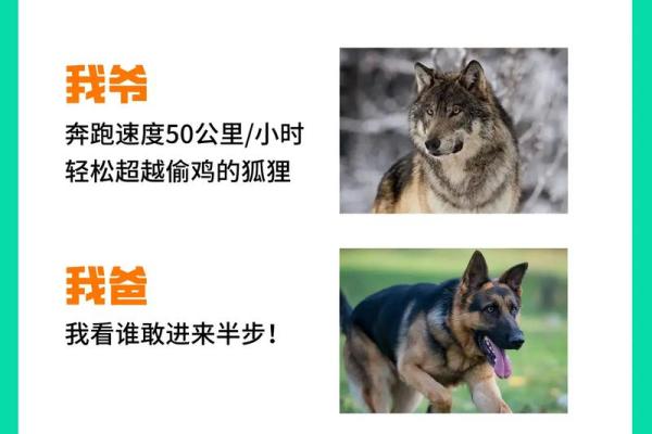 探秘狗年文化中的家族与幸福寓意