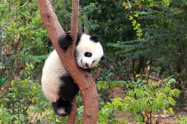 熊猫风水大师亲授：家居布局秘诀，让你生活更美满！