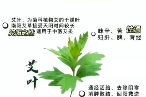 艾字的独特寓意与取名解析
