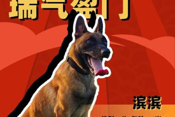 瑞犬迎春闹新春，民俗风情庆团圆
