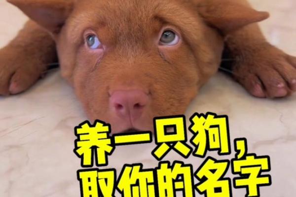 雄风狗宝宝名字精选