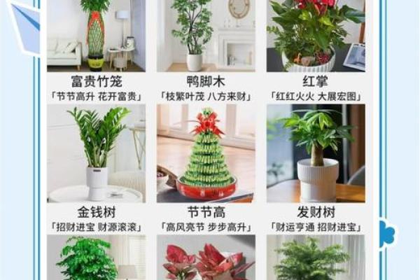 花草风水布局宝典：打造旺财旺运的办公环境