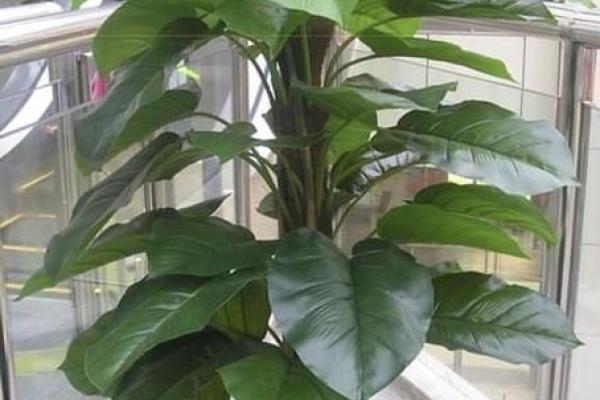 花草风水布局宝典：打造旺财旺运的办公环境