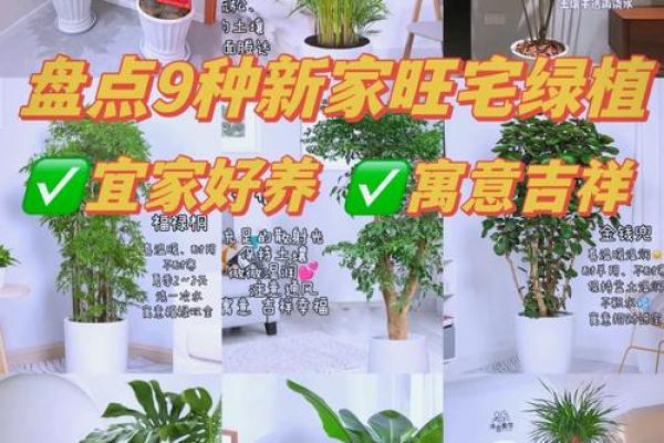 家居风水植物布局，让生活焕发绿意生机！