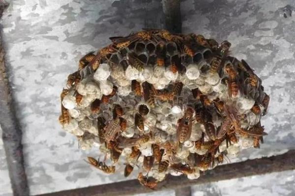 马蜂闯入办公室，办公室风水大揭秘！