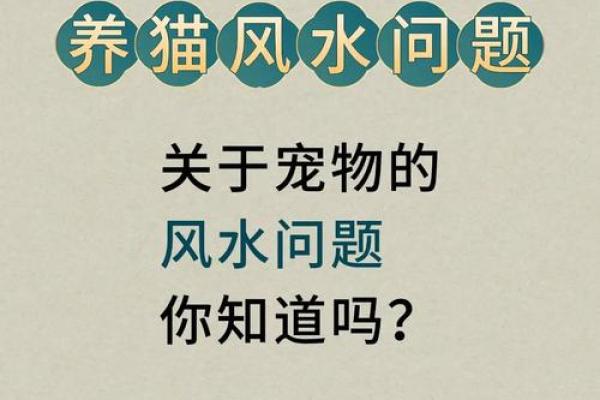 办公室猫星人：揭秘职场风水新宠的神奇效应