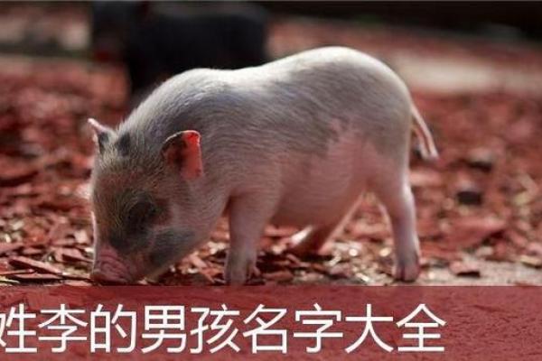 猪宝宝名字精选：创意无限，寓意美好