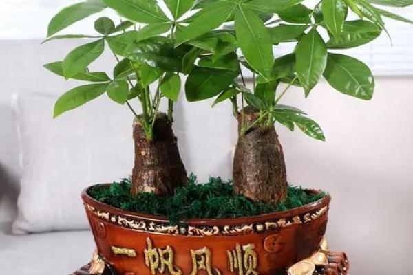 绿意盎然办公间：办公室风水植物推荐大全