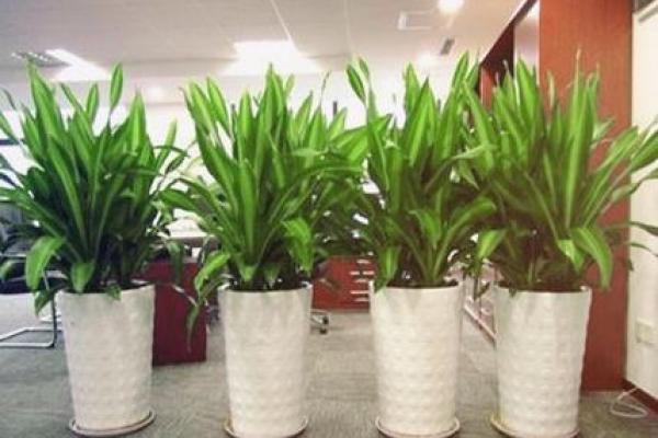 绿意盎然办公间：办公室风水植物推荐大全