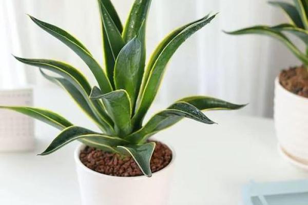 龙舌兰家居摆放指南，助你招财旺运