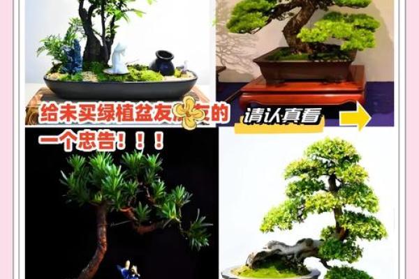 龙舌兰家居摆放指南，助你招财旺运