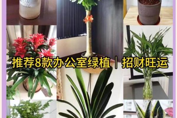 打造风水宝地！办公室盆景植物，让你的事业财运亨通！