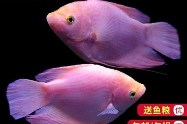 风水招财鱼，财运亨通的秘密武器