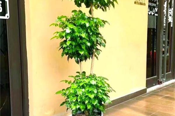 绿意盎然，办公室风水植物之首选！