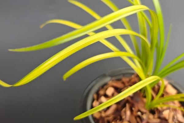 郭幽兰：幽静兰花香，好运随行，运势璀璨如星