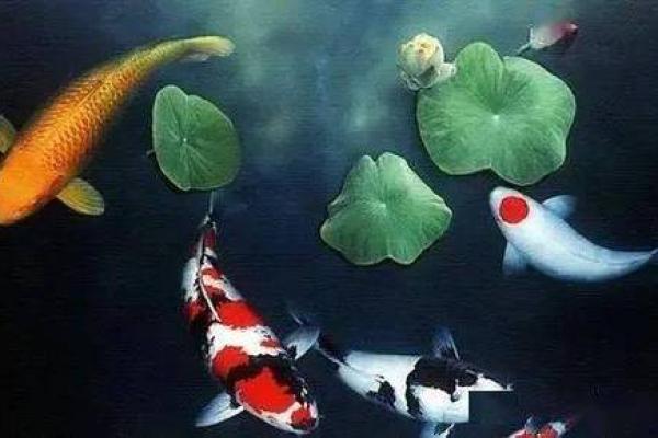 简单几步，养鱼也能旺财运，快来学学风水招财术！