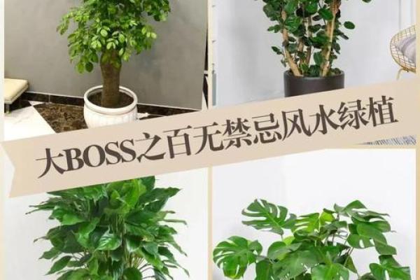 办公室风水宝典：如何摆放金钱树，财运亨通一步到位！