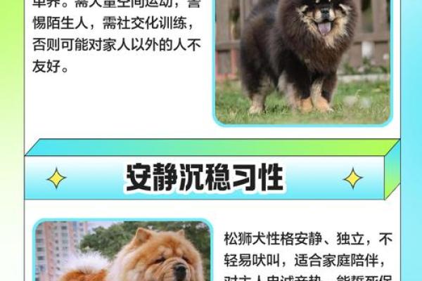 松狮犬名字大揭秘：独特与可爱的完美结吿