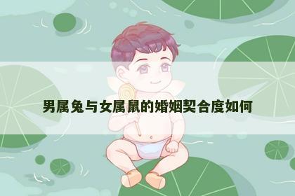 男属兔与女属鼠的婚姻契合度如何