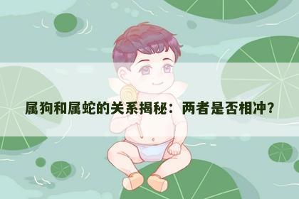 属狗和属蛇的关系揭秘：两者是否相冲？